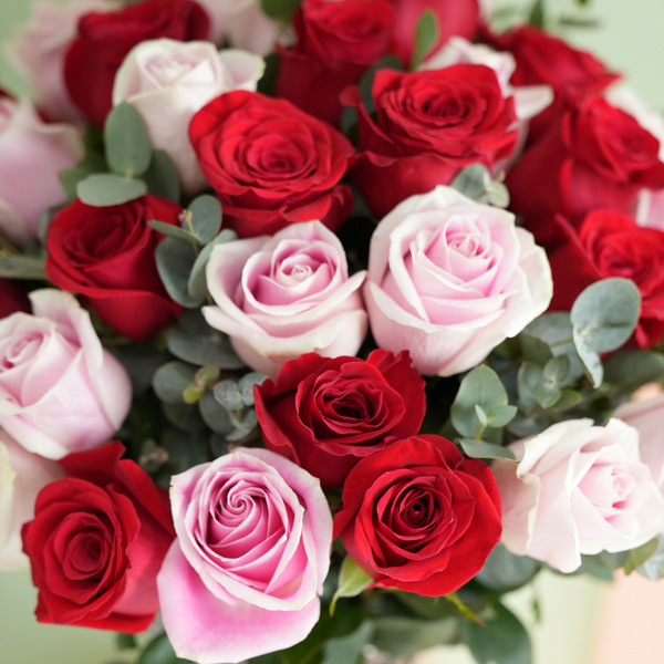 Valentine Magnificat 50 Red & Pink Rose
