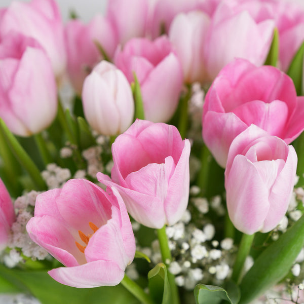 Pink Tulip Delight