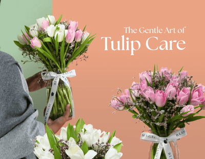 How to Stop Tulips from Drooping