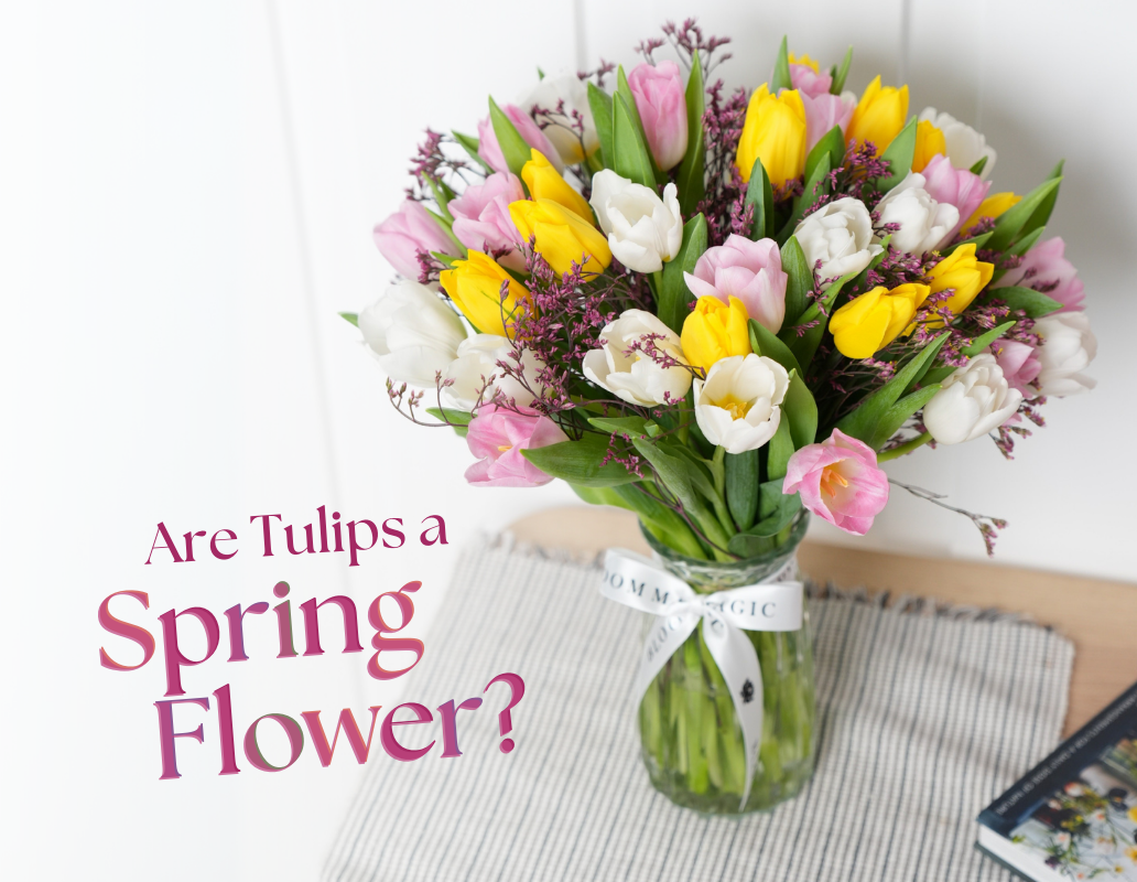 Are Tulips a Spring Flower? Everything You Need to Know About the Tulip Flower