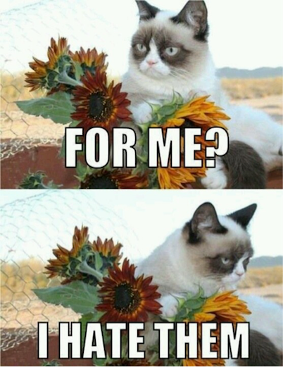 Cats Vs Flowers - You've cat to be kitten me!