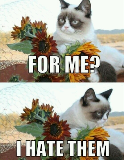 Cats vs flowers