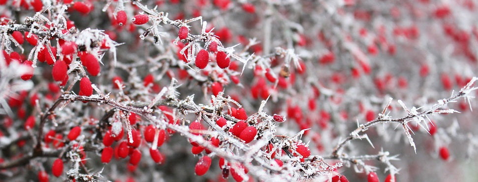 beautiful beauty berry 301544