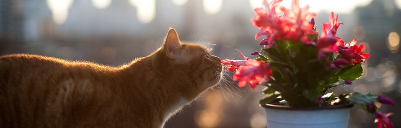 Pet Safe Flowers and Plants