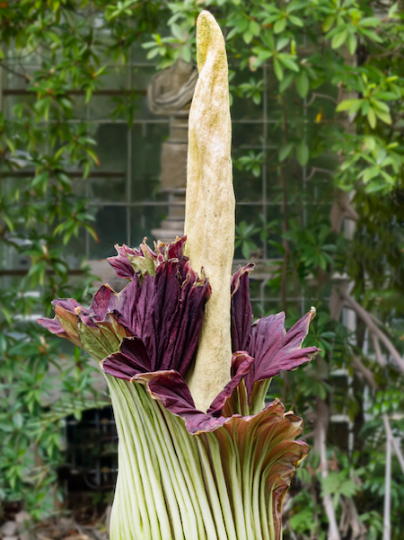 The Strangest & Funniest Flower Names