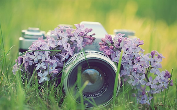 How to Take Flower Photos That’ll Make Everyone Jealous