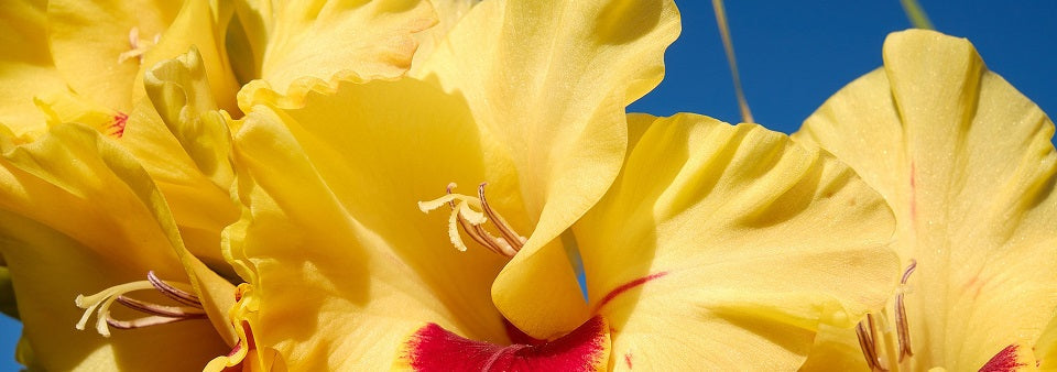 gladiolus 2670919 1920