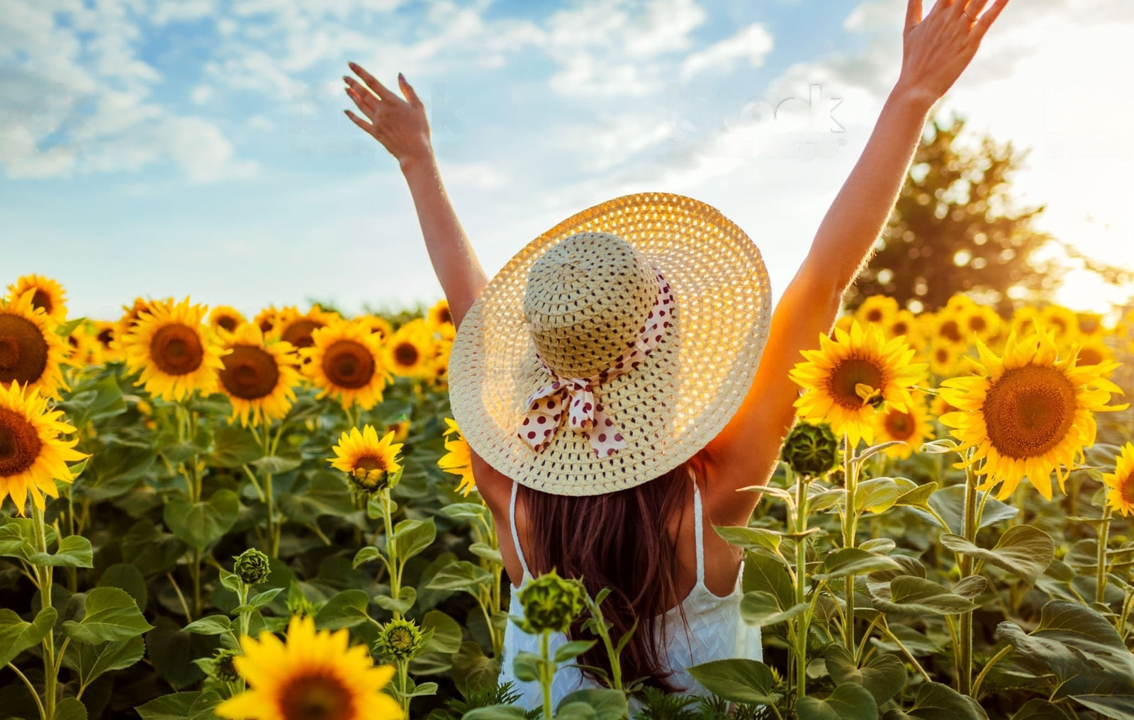 The Language of Summer Blooms: Symbolism and Sentiments