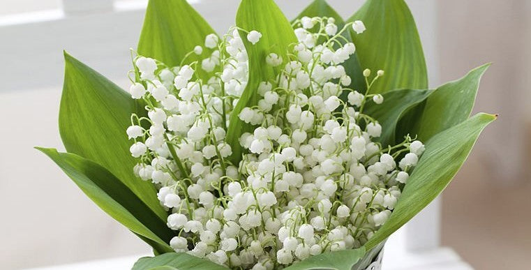 Lily of the Valley: The Fragrant and Enchanting Spring Flower