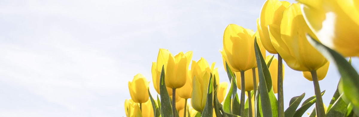 Bring On Spring