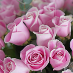 Women's Day 50 Magnificat La Vie En Rose Vase
