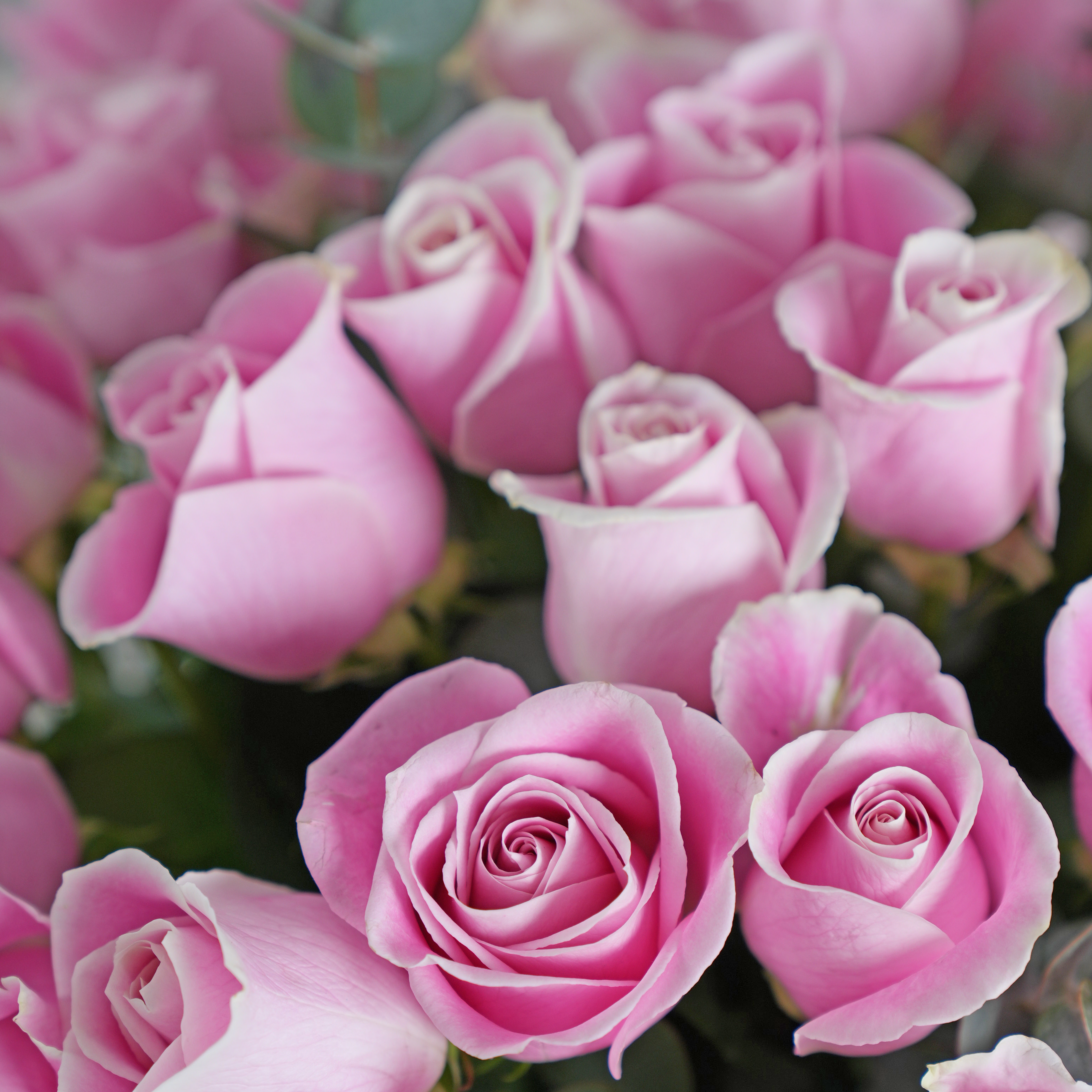 Women's Day 50 Magnificat La Vie En Rose Vase