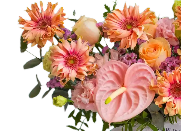 Seasonal Collection
